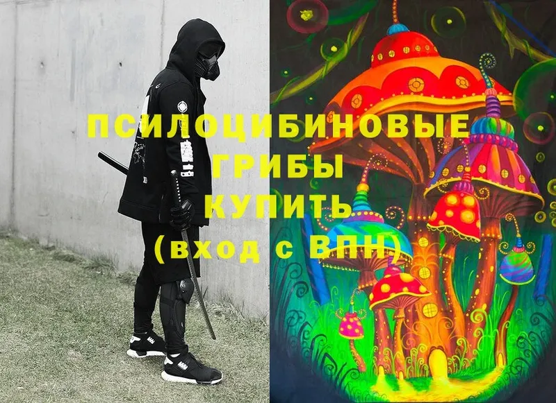 Галлюциногенные грибы Psilocybe  Вышний Волочёк 